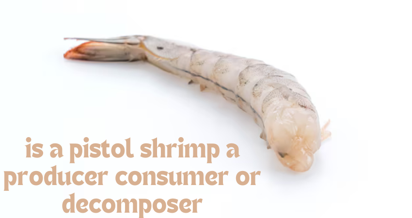 is a pistol shrimp a producer consumer or decomposer